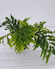 Drynaria rigidula var. whitei