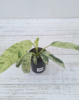 Epipremnum giganteum variegata - Bare Bottom Baby
