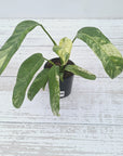 Epipremnum giganteum variegata - Bare Bottom Baby