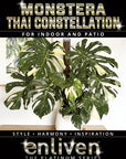 Monstera deliciosa Thai Constellation -Perfectly Imperfect Plants
