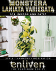 Monstera 'laniata Subsp. Variegata' - Perfectly Imperfect
