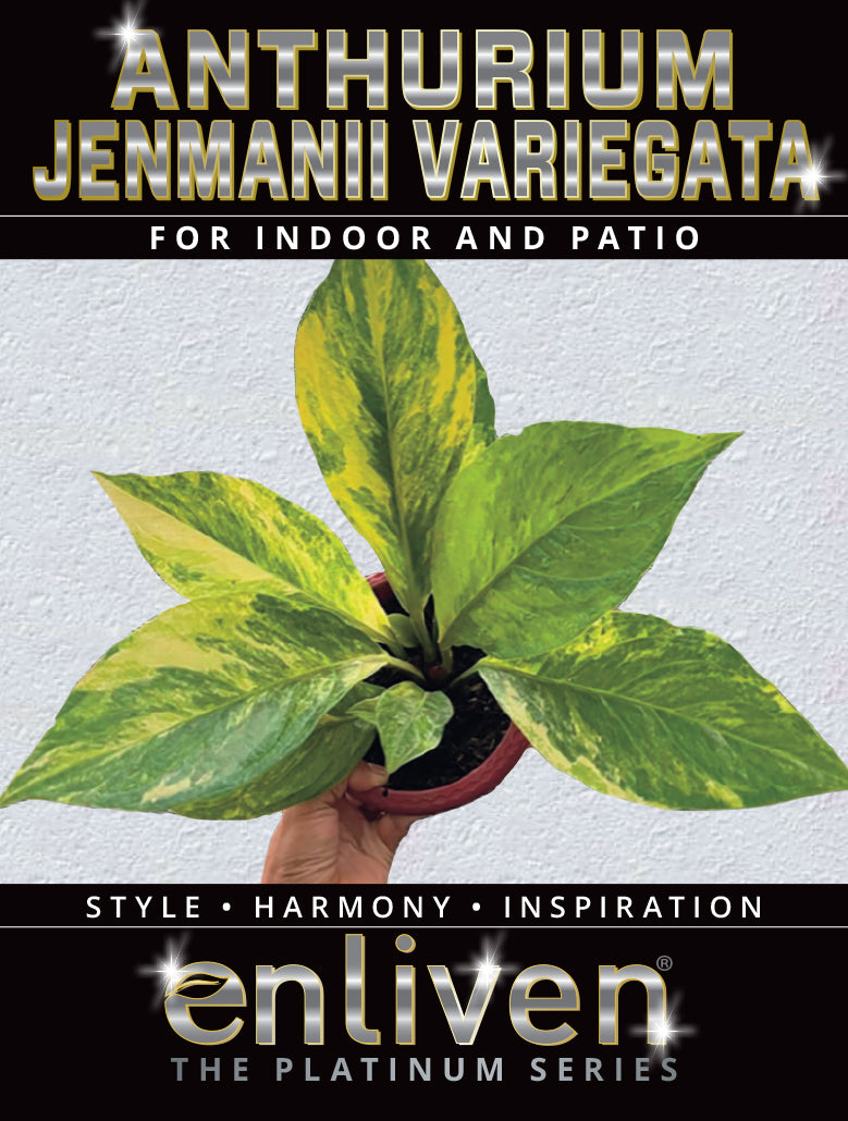 Anthurium jenmanii Variegata