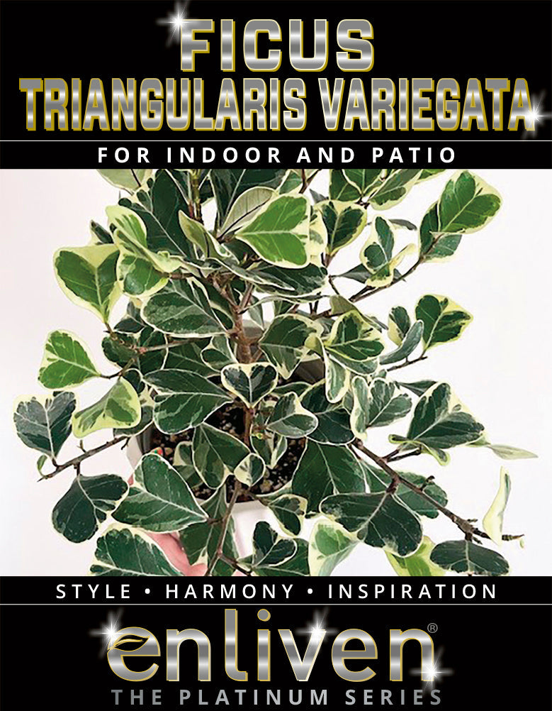 Ficus triangularis 'Albo variegata'- Bare Bottom Baby