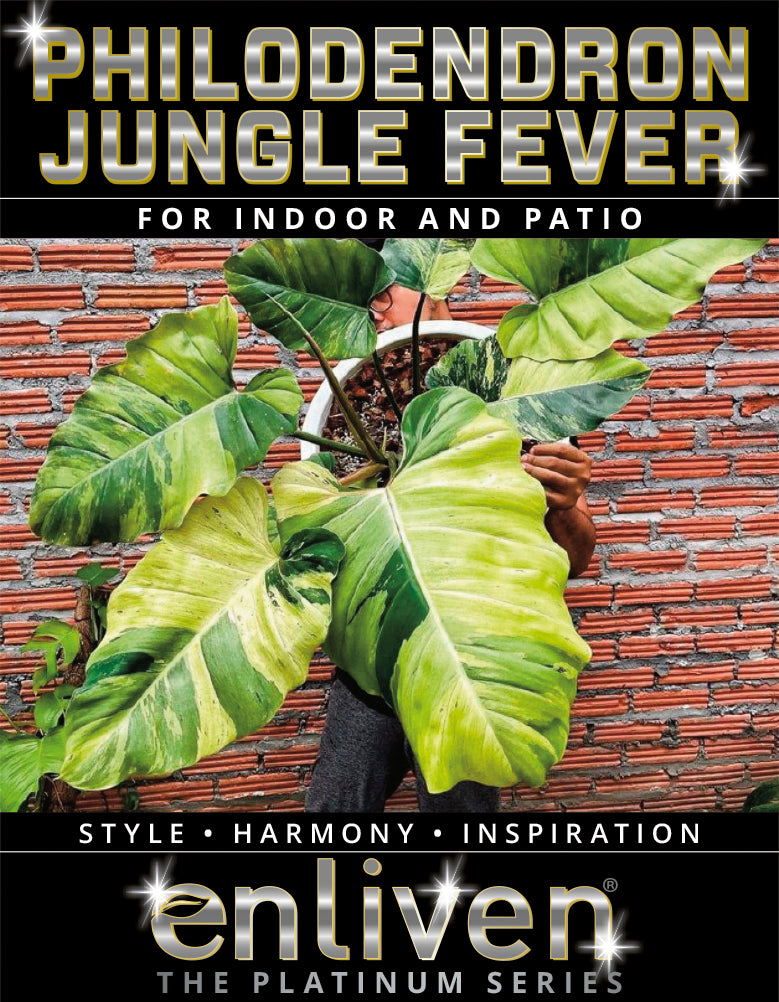 egg yolk philodendron Philodendron pinnatifidum 'Jungle Fever Egg Yolk"