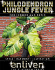 Philodendron pinnatifidum 'Jungle Fever'