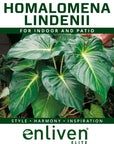 Homalomena lindenii Variegata