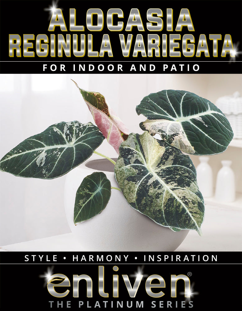 Alocasia reginula 'Black Velvet variegata'- Bare Bottom Baby