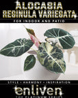 Alocasia reginula 'Black Velvet variegata'- Bare Bottom Baby