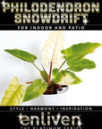 Philodendron pinnatifidum Snowdrift