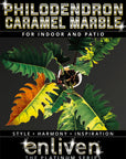 Philodendron serratum 'Caramel Marble'