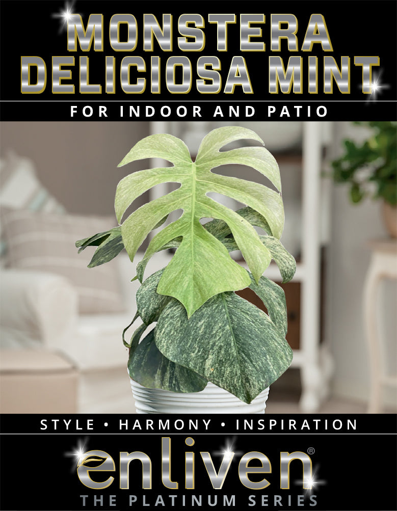 Monstera Deliciosa 'Mint' – Enliven Plants