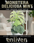 Monstera Deliciosa Mint
