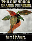 Philodendron 'Orange Princess'