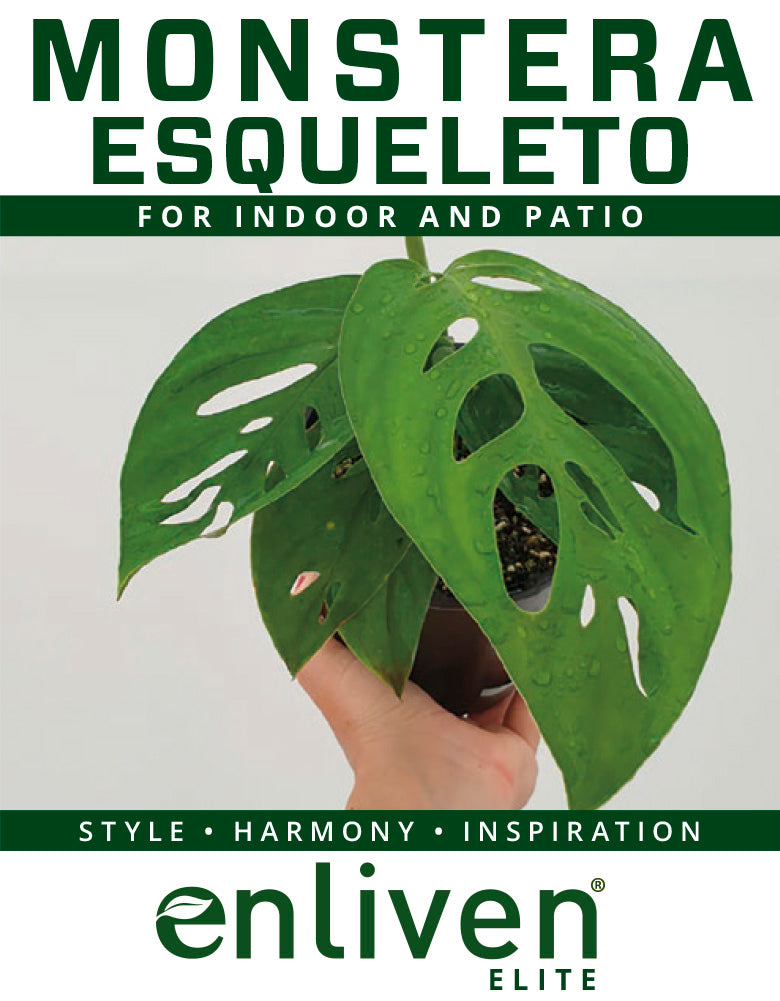 Monstera Esqueleto - Bare Bottom Baby