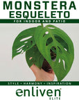 Monstera Esqueleto - Bare Bottom Baby
