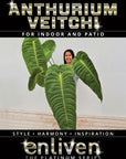 Anthurium veitchii- Bare Bottom Baby