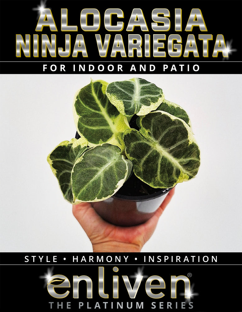Alocasia reginula 'Ninja Variegata' – Enliven Plants
