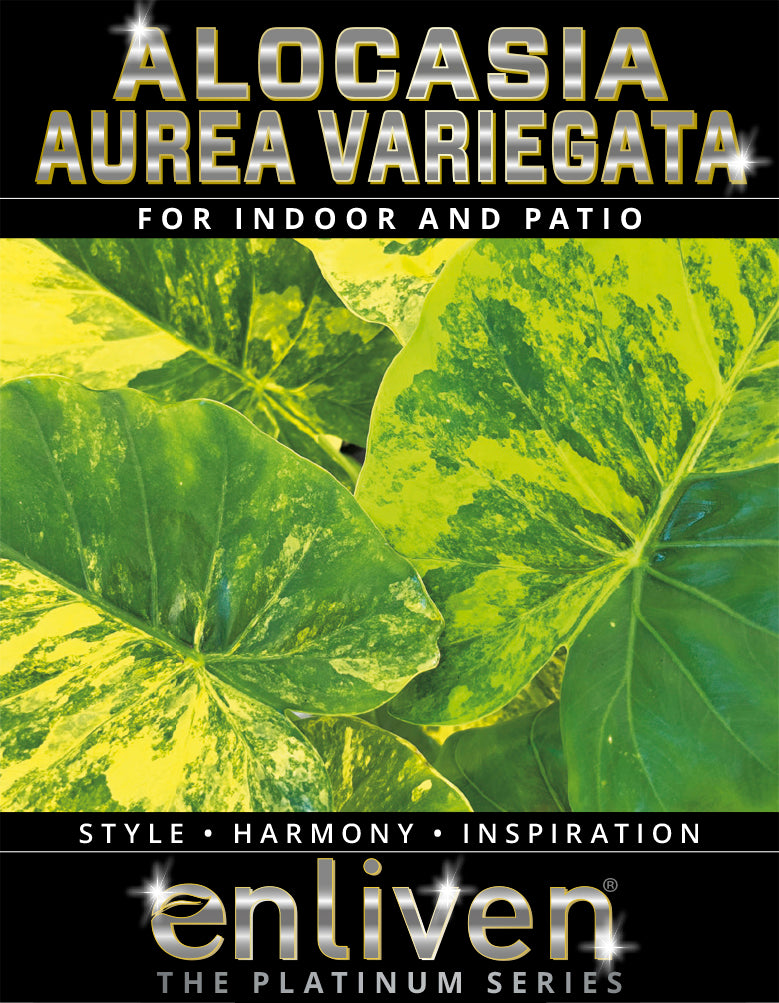 alocasia odora aurea variegata Alocasia Odora 'California Aurea Variegata' Lower Variegation