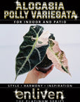 Alocasia Polly Variegata