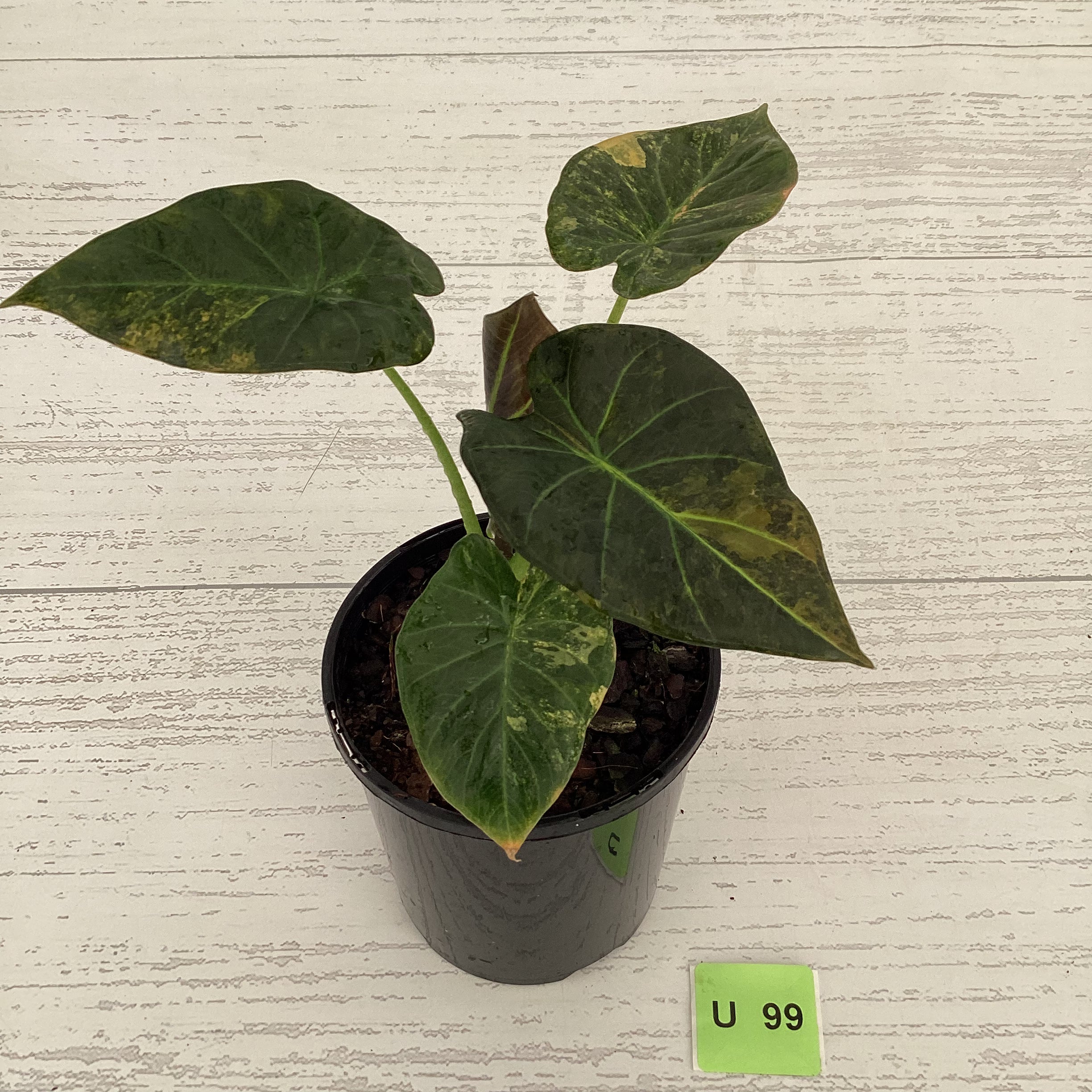 Alocasia 'Regal Shields'  variegata