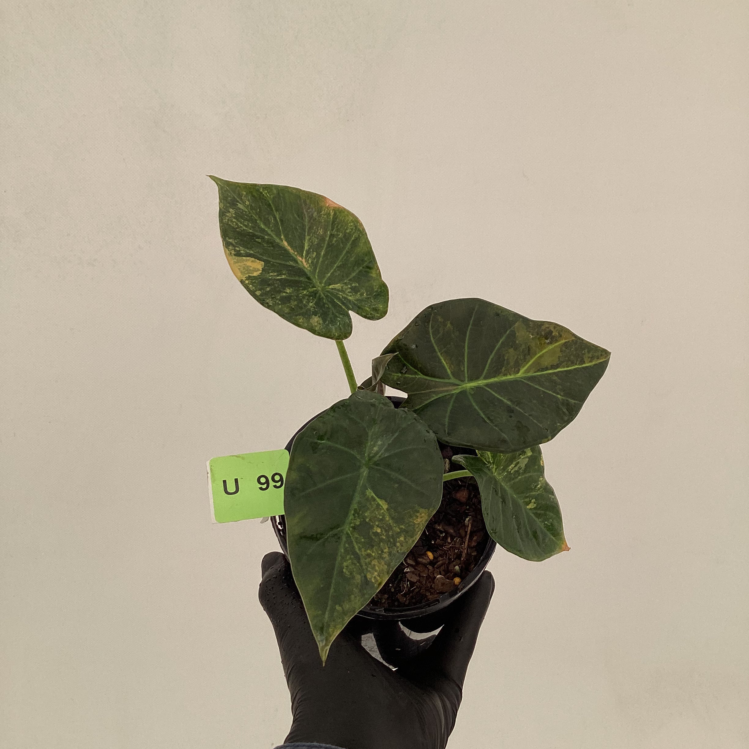 Alocasia 'Regal Shields'  variegata