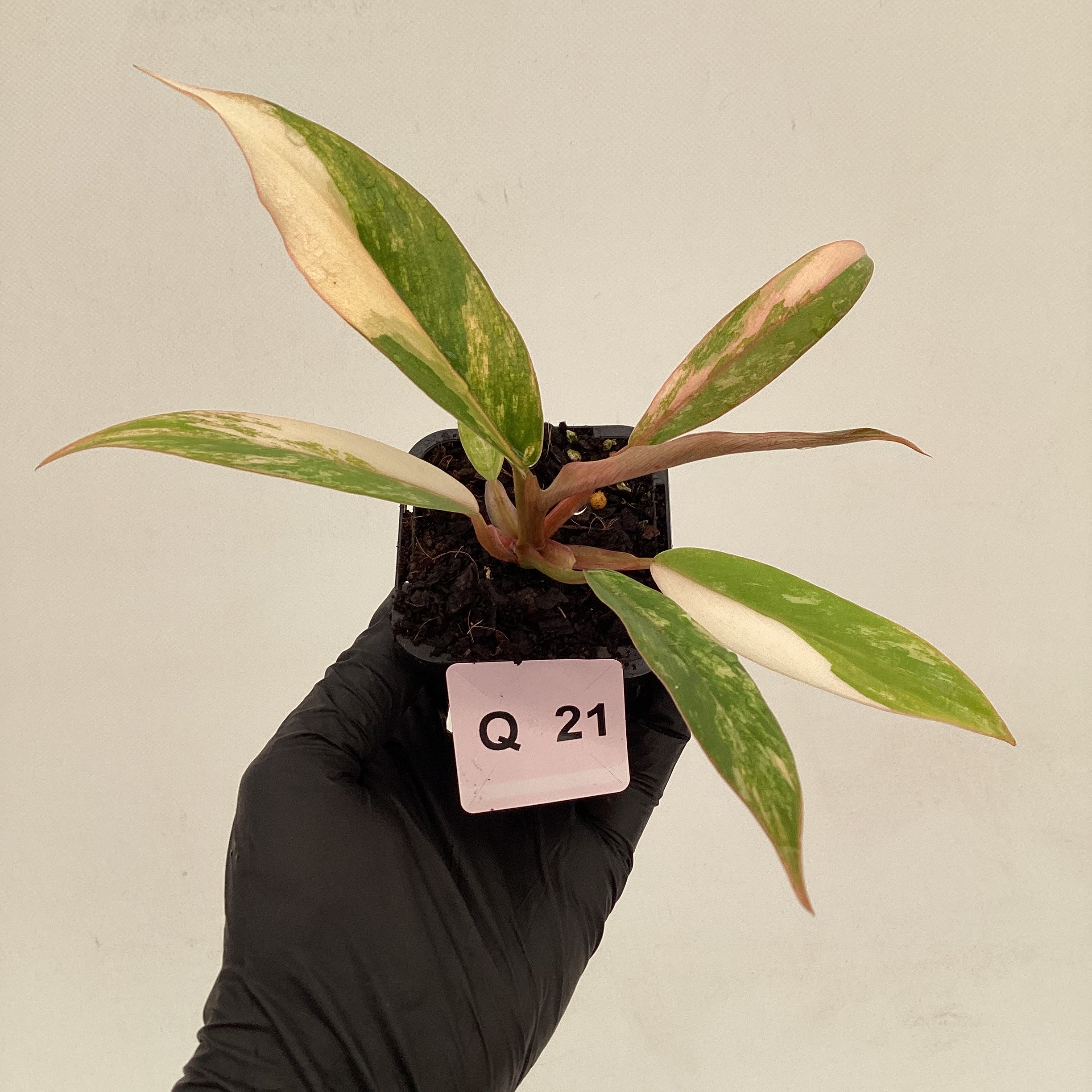 Philodendron serratum Caramel Marble