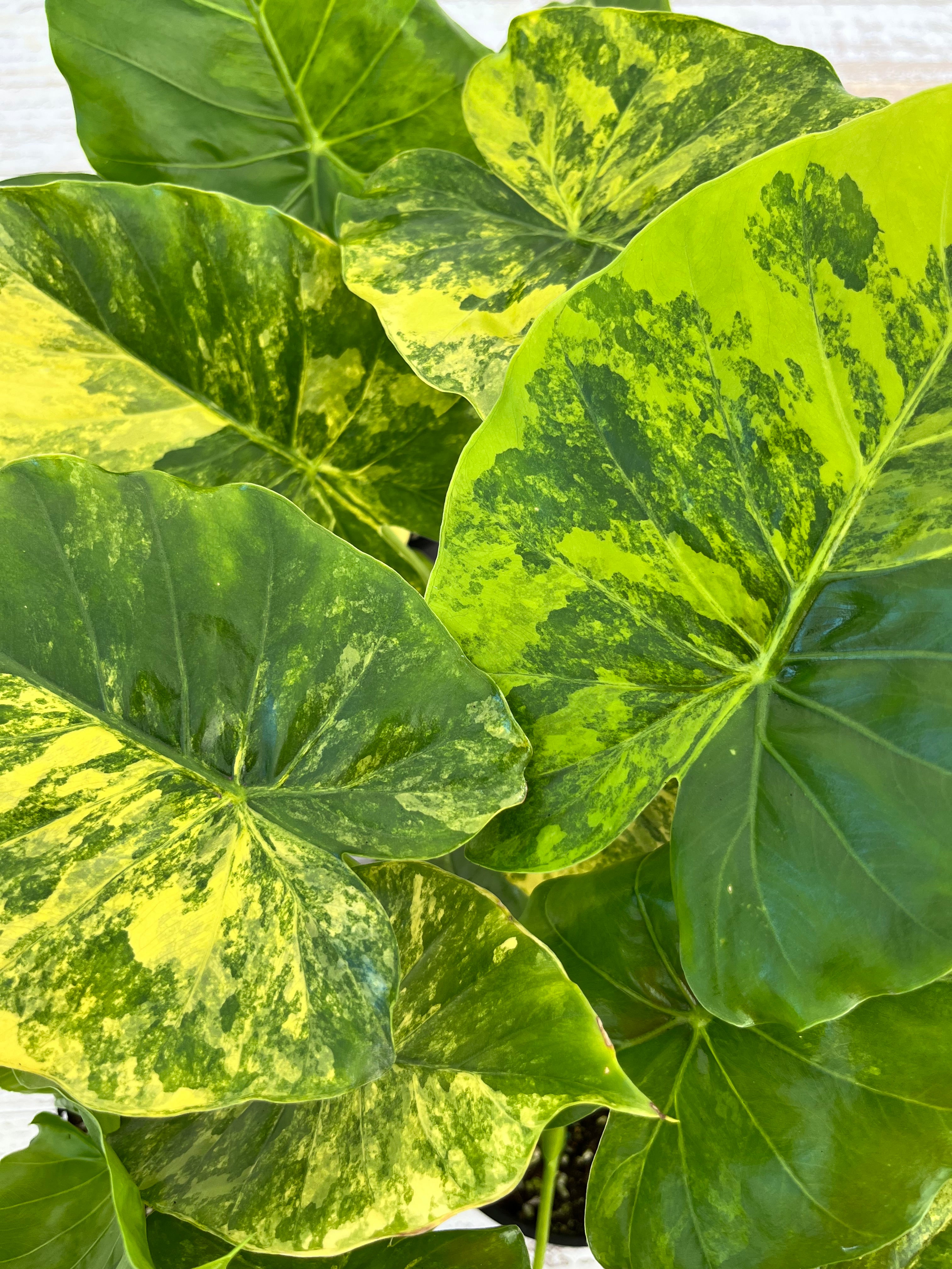 Alocasia Odora 'California Aurea Variegata'