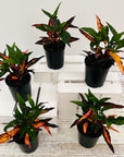 Codiaeum variegatum Croton Elaine