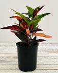 Codiaeum variegatum Croton Elaine