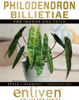 Philodendron billietiae