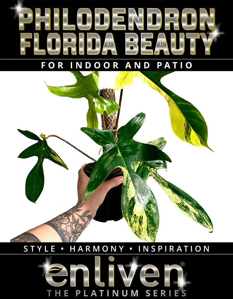 Philodendron pedatum Florida Beauty – Enliven Plants