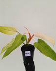 Philodendron 'Whipple Way' SALE