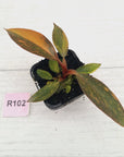 Philodendron 'Orange Princess' 70mm