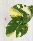 Monstera deliciosa 'Thai Constellation'