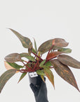Philodendron 'Orange Princess' - FLASH SALE