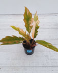 Philodendron serratum Caramel Marble