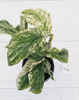 Amydrium medium Variegata