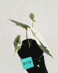 Alocasia ‘Simpo Albo’ Variegata - SALE