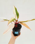 Philodendron erubescens Strawberry Shake - SALE