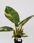 Philodendron Green Congo Variegata (Nuclear)