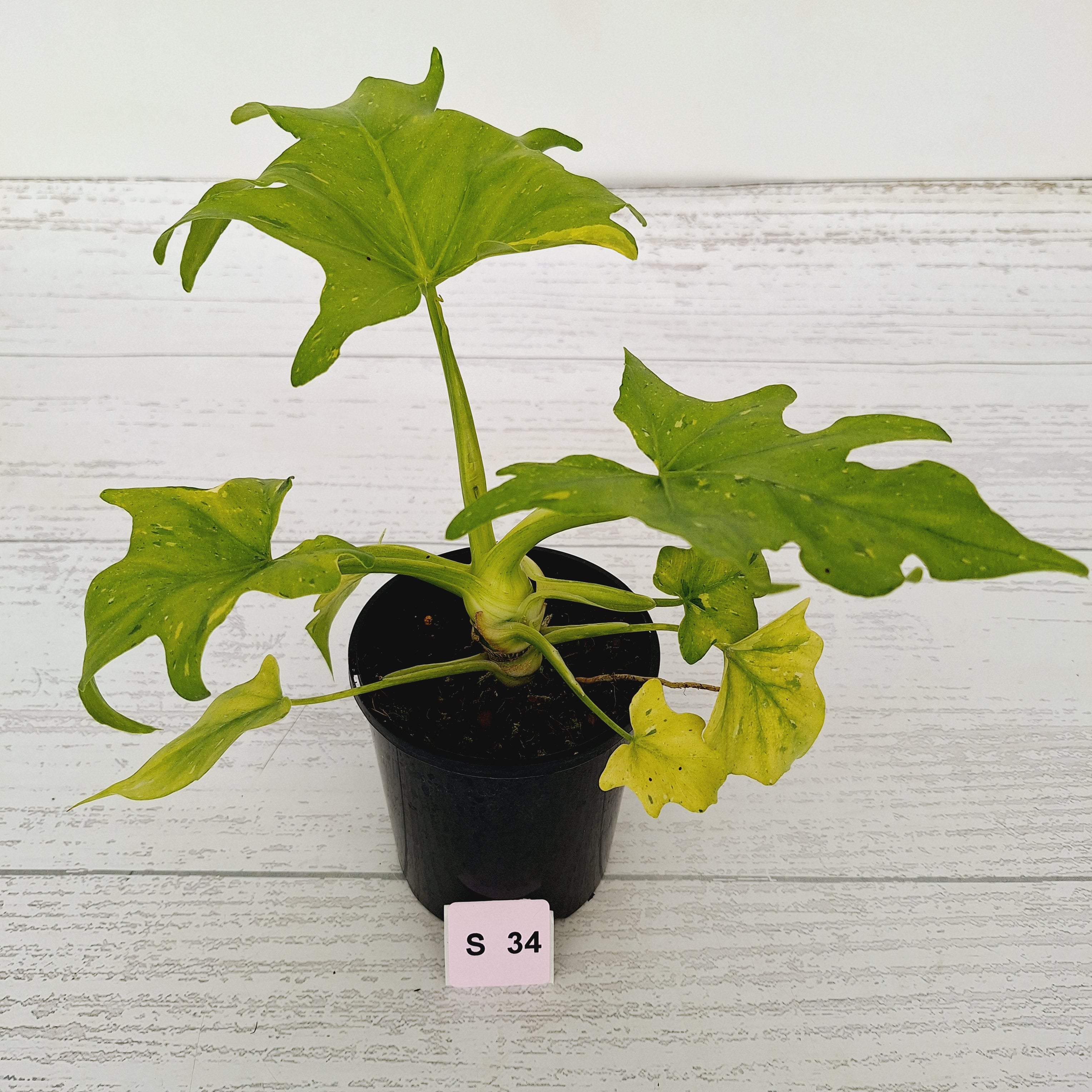 Philodendron warscewiczii Gold Variegata