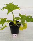 Philodendron warscewiczii Gold Variegata