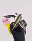 Alocasia Amazonica bambino Variegata - Bare Bottom Baby