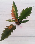 Philodendron serratum Caramel Marble