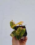 Philodendron billietiae Variegata