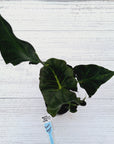Alocasia Regal 'Shields' - Perfectly Imperfect