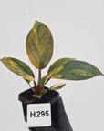 Philodendron 'Rojo Congo Variegated' - SALE
