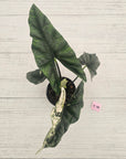 Alocasia ‘Simpo Albo’ Variegata - SALE