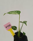 Monstera Deliciosa 'Bulbasaur - Bare Bottom Baby