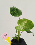 Monstera Deliciosa 'Bulbasaur - Bare Bottom Baby
